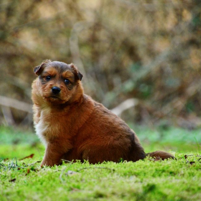 Dogs Obesity